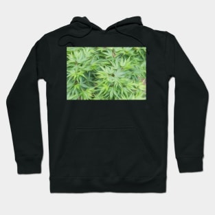 Acer palmatum oil painting effect Hoodie